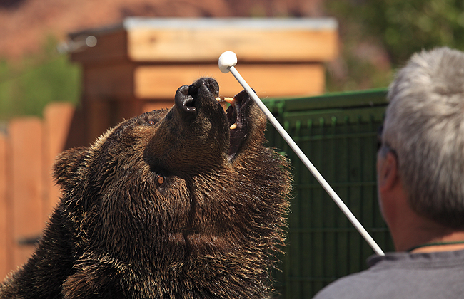 OY-Stan Loves Marshmallows!
