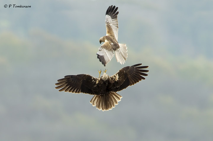 Marsh harrier