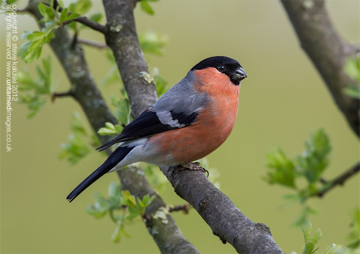 Bullfinch