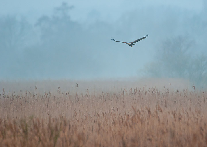 Marsh Harrier
