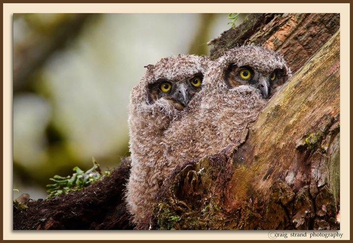 Owlet update