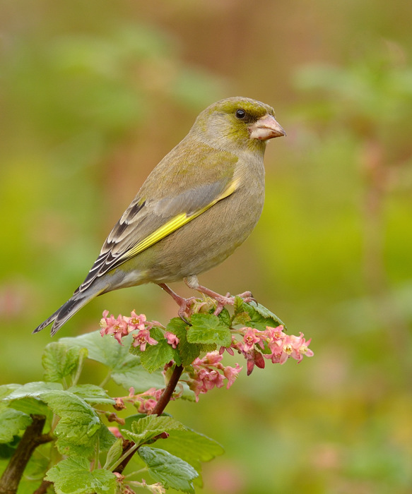 Greenfinch