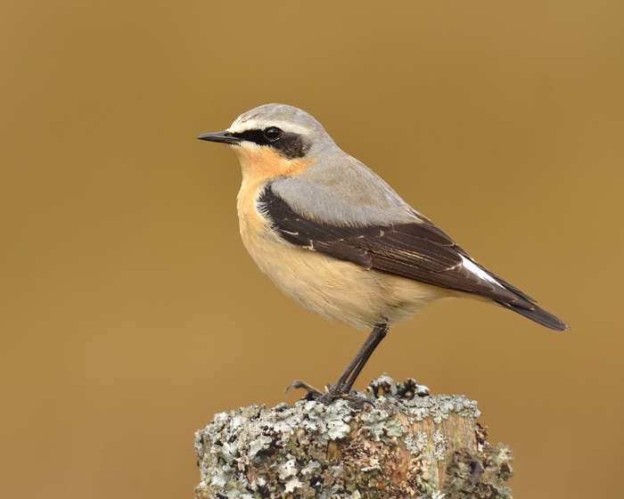 Wheatear