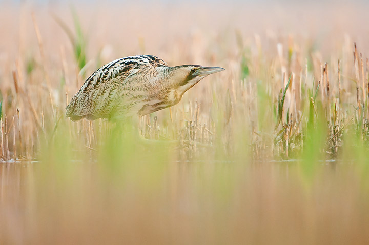 Bittern IV