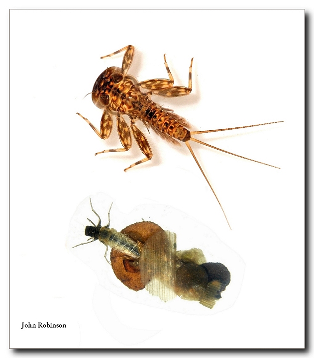Bugs