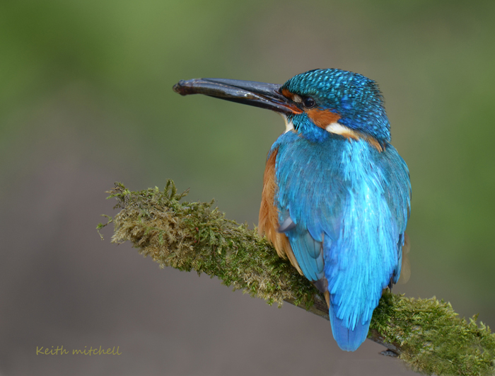 Kingfisher