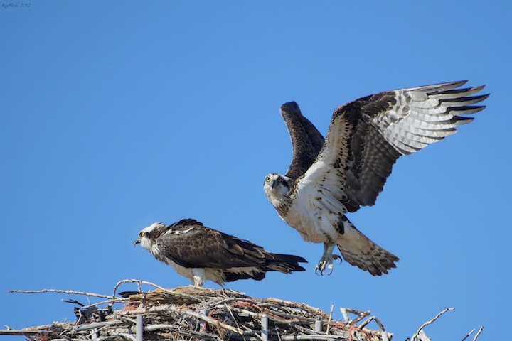 Cleared for Landing