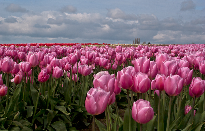 Tulip Town