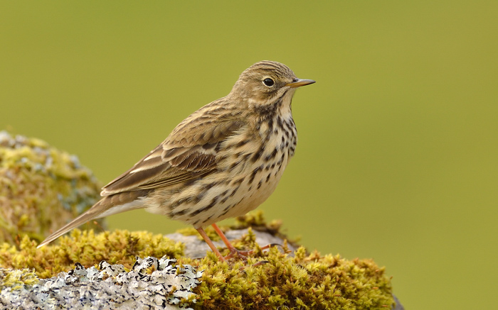 Meadow pipit