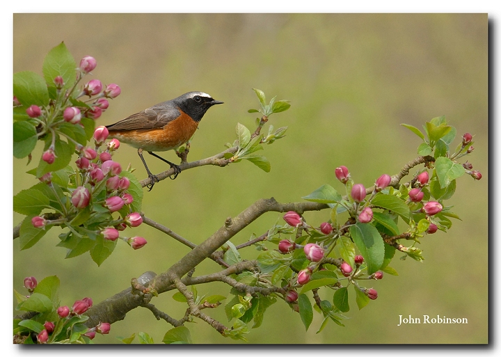 Redstart in Apple tree