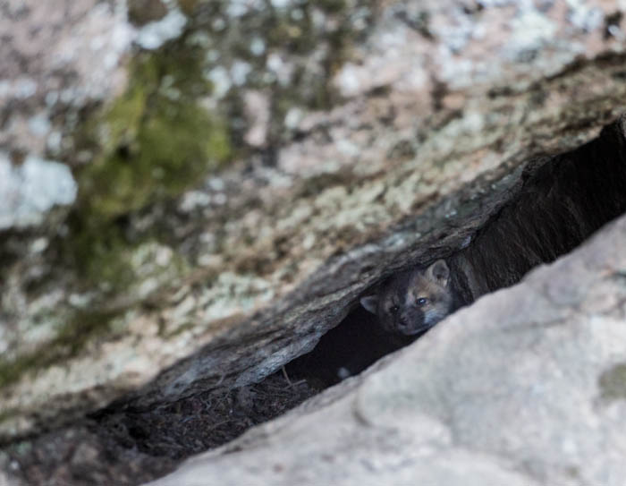 Animal Ident help and advice
