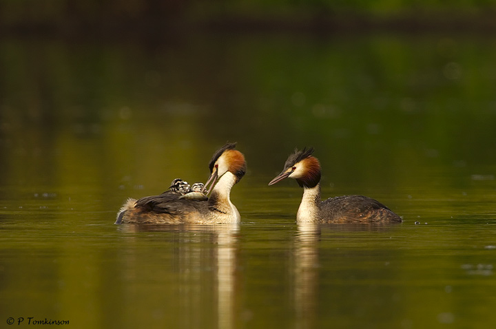 Great crested Grebe