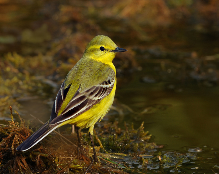 Yellow wagtail.