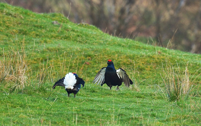 Black Grouse