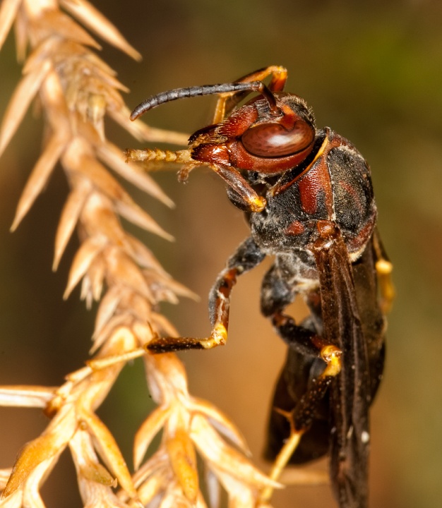 Early Macro attempts