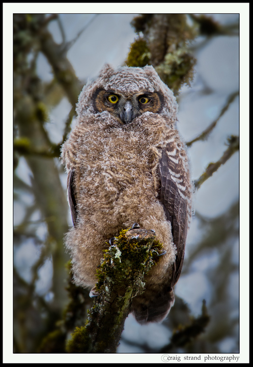 Last Owlet Update, I promise!