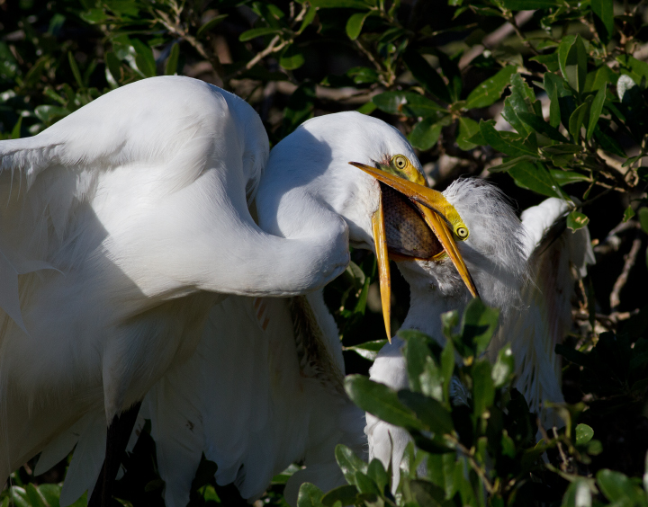 Great Egret Parent and Fledgling Fish Exchange