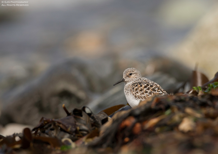 Sanderling
