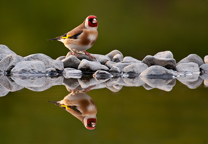 Goldfinch @ Pool