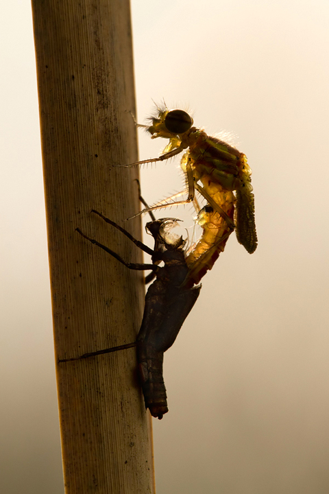 Emergence