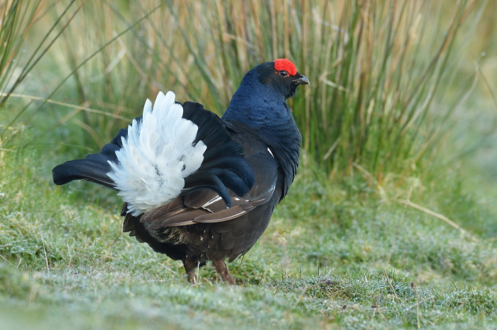 Black grouse BIF