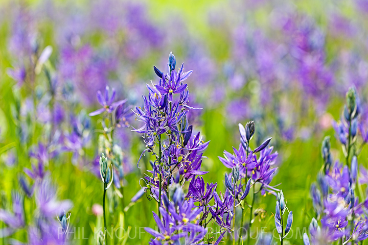 Camassia Natural Area