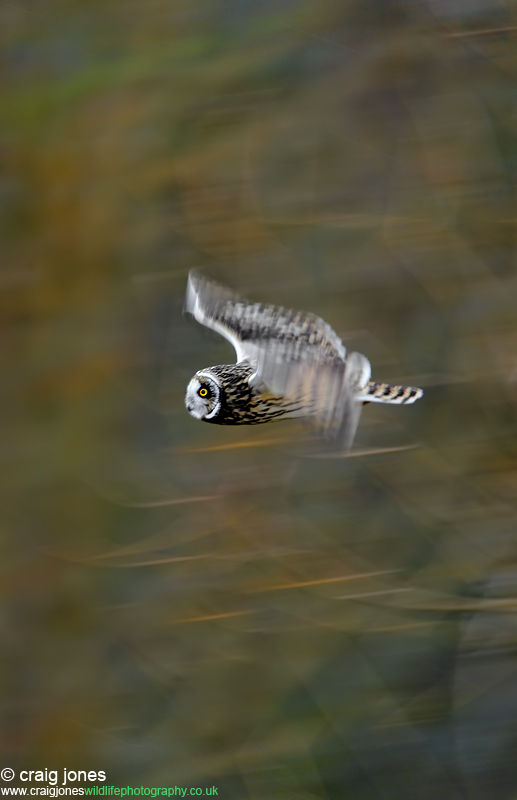 A Master in Motion - SEO