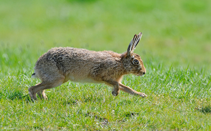 Brown hare