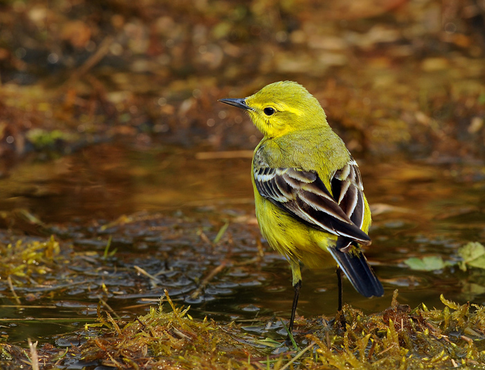 Wagtail.