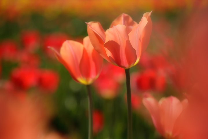 Tulips