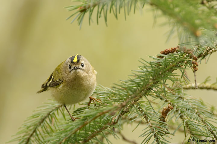 Gold Crest