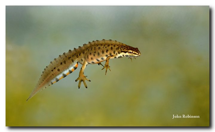 Newt No 3 + 3D