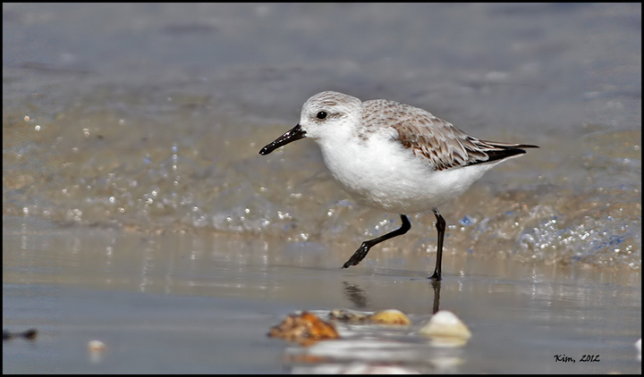 Sanderling