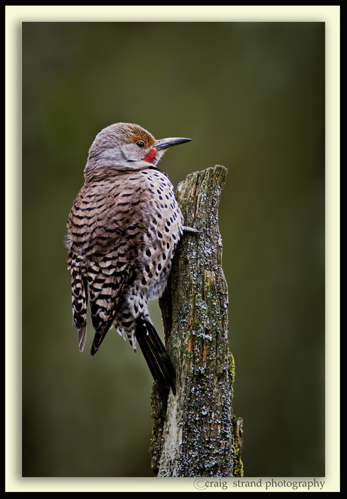 Sleepy flicker