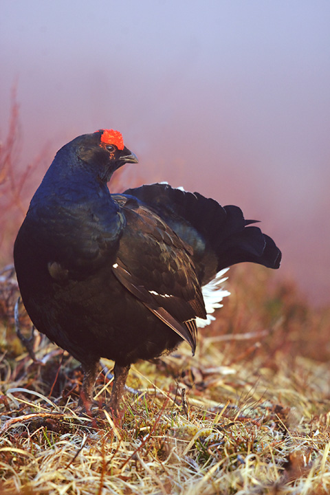 Blackcock