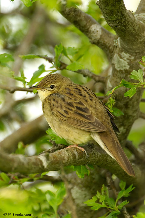 Gropper + repost