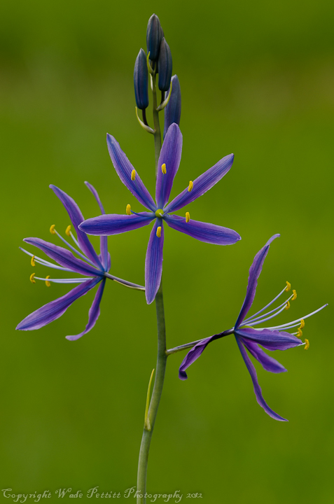 Great Camas