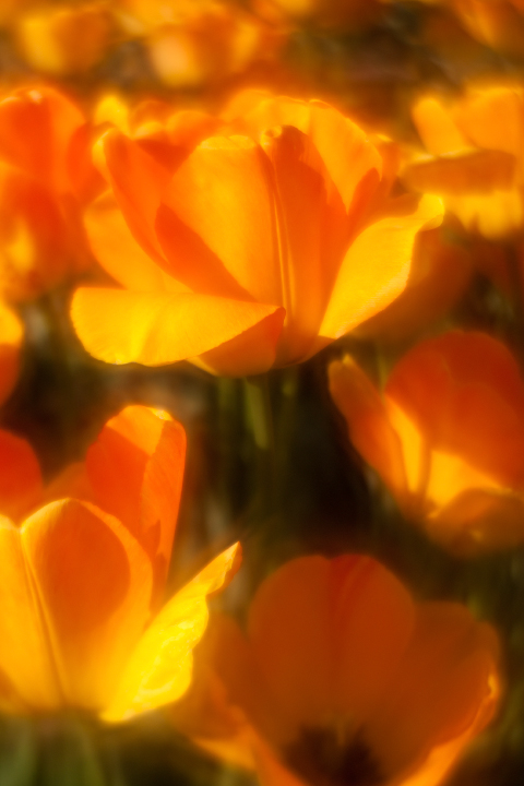 Orange tulip dream