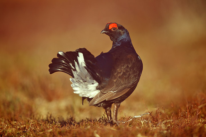 Blackcock in sunlight