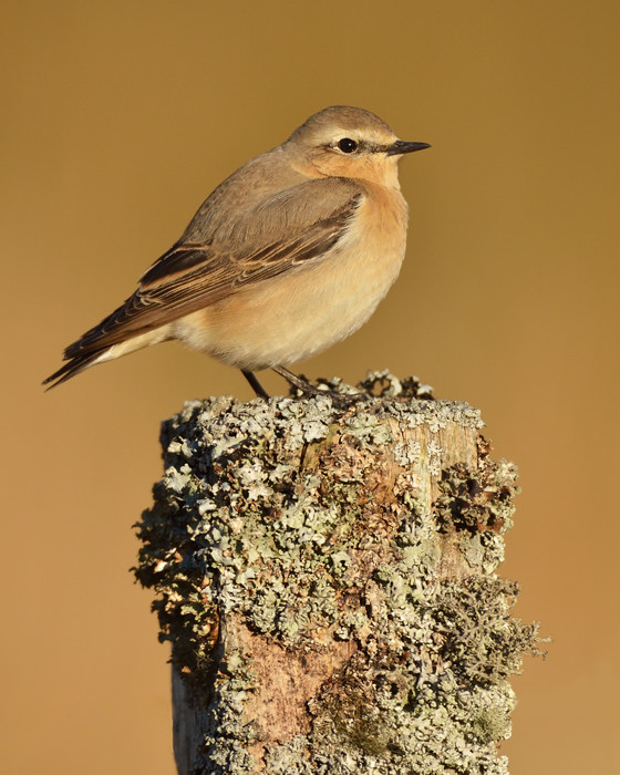 Female wheatear + Re-post