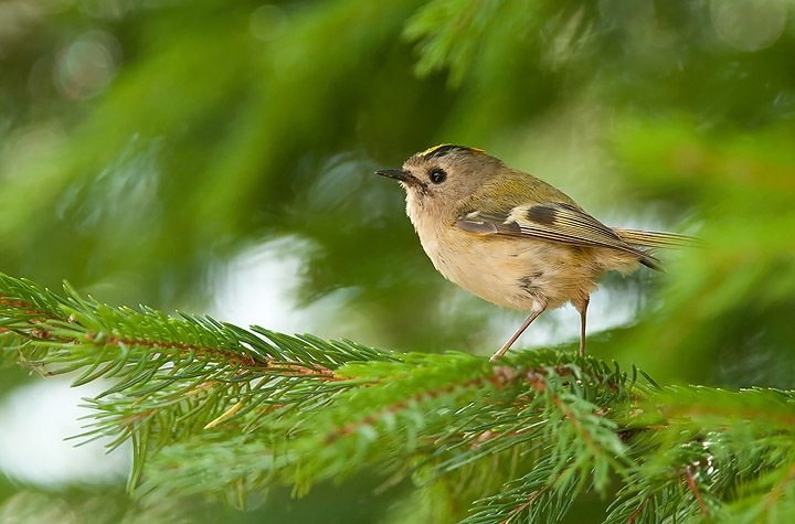 Goldcrest