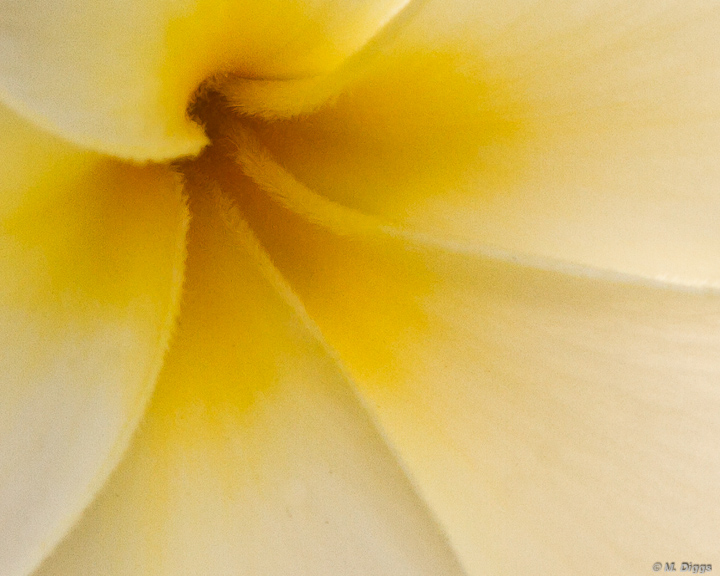 Hawaii, Plumeria Re-post