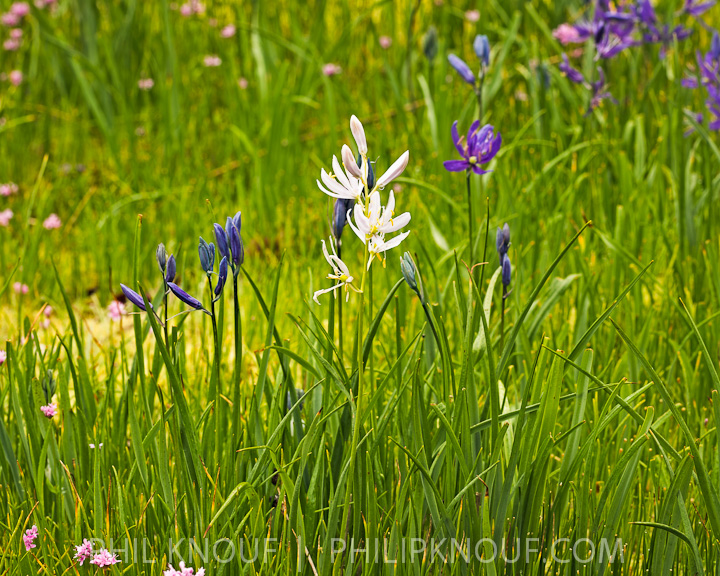 White Camas Lily