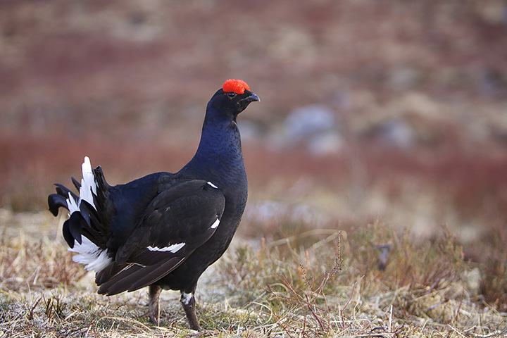 Blackcock