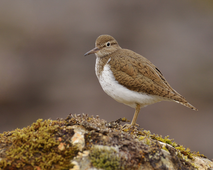 Sandpiper