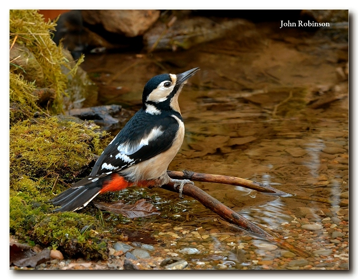 Greater Spotted at Pool