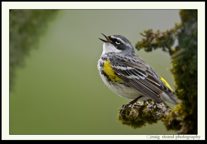 Yellow-rumped Warbler
