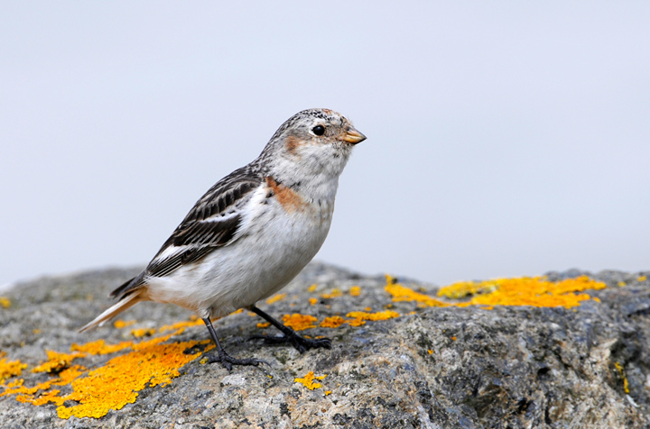Snow bunting  + repost