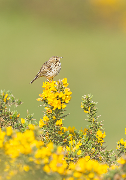 Meadow Pipet???