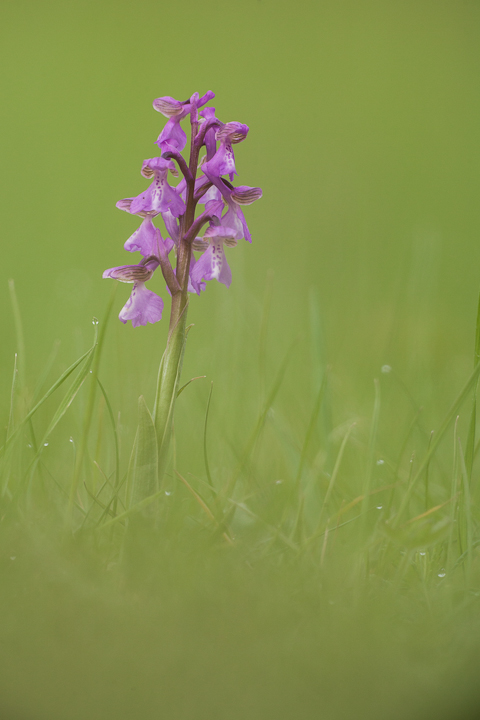 Green Winged Orchid....